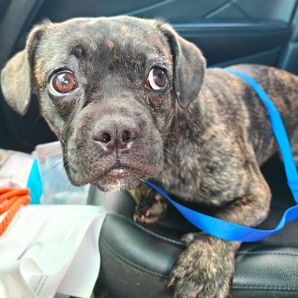 Nova, a ADOPTABLE French Bulldog in Charlestown, MA image 5/5