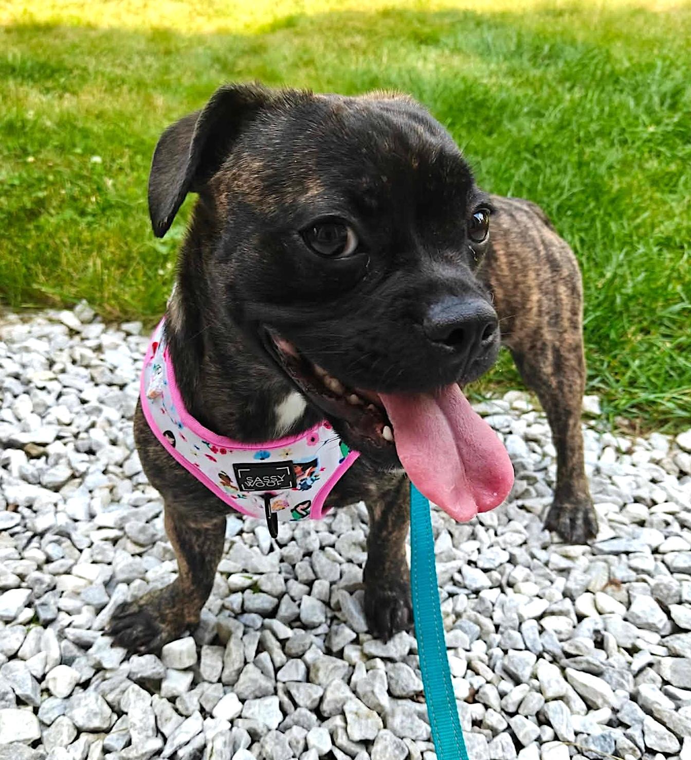 Nova, a ADOPTABLE French Bulldog in Charlestown, MA image 2/5