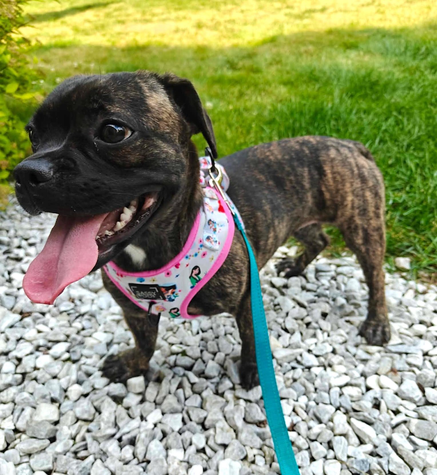 Nova, a ADOPTABLE French Bulldog in Charlestown, MA image 3/5