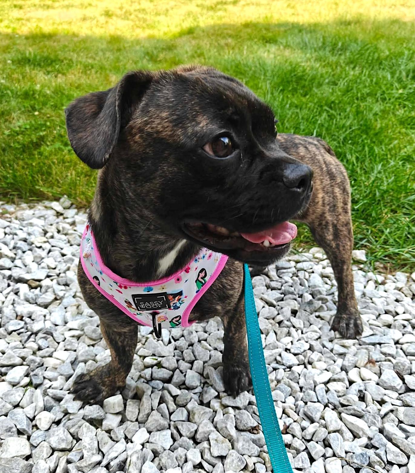 Nova, a ADOPTABLE French Bulldog in Charlestown, MA image 4/5