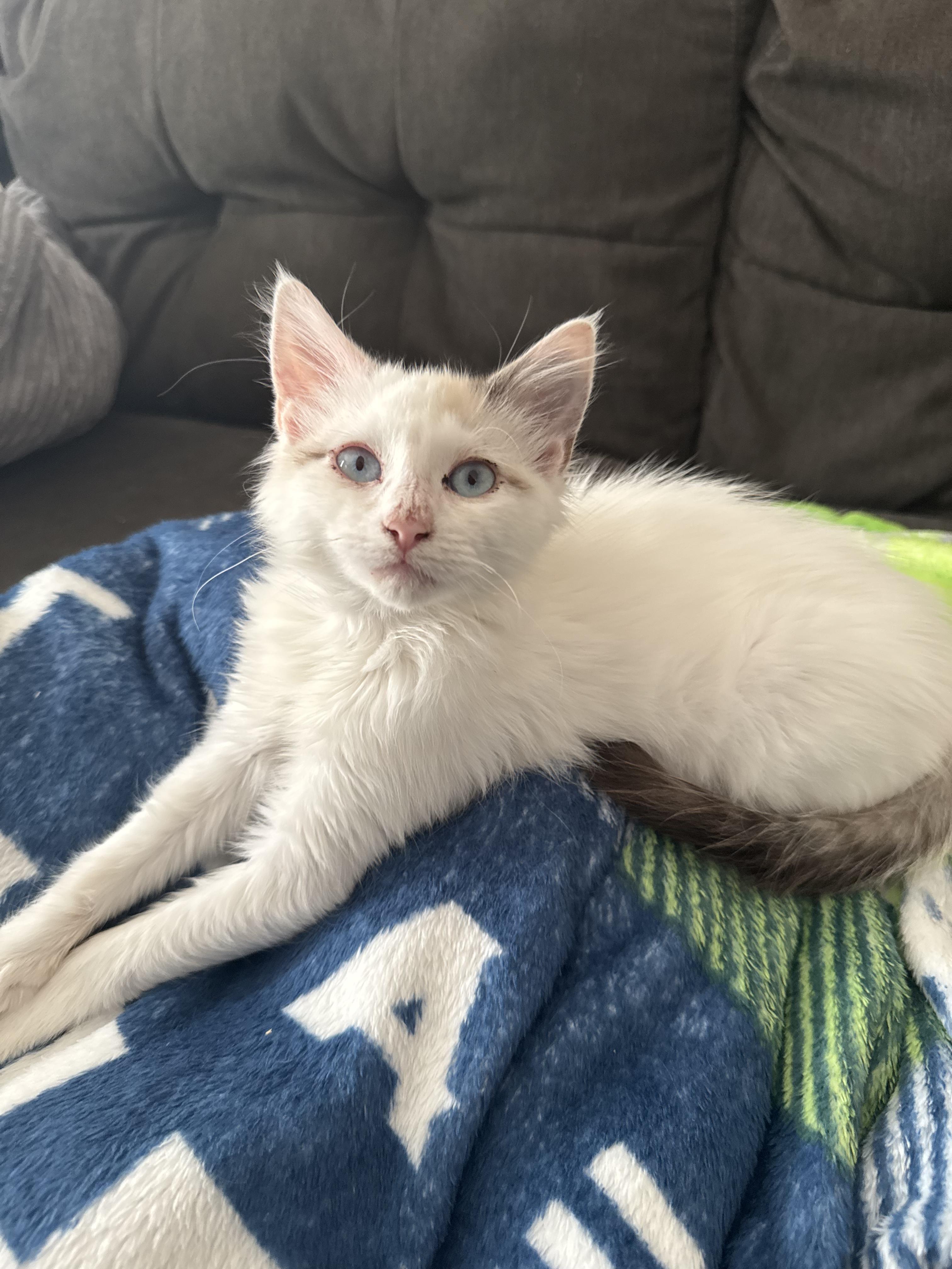 Enlarge Furia (Kitty Perry) & Esperanza, a ADOPTABLE Siamese in Des Moines , WA image 4/5