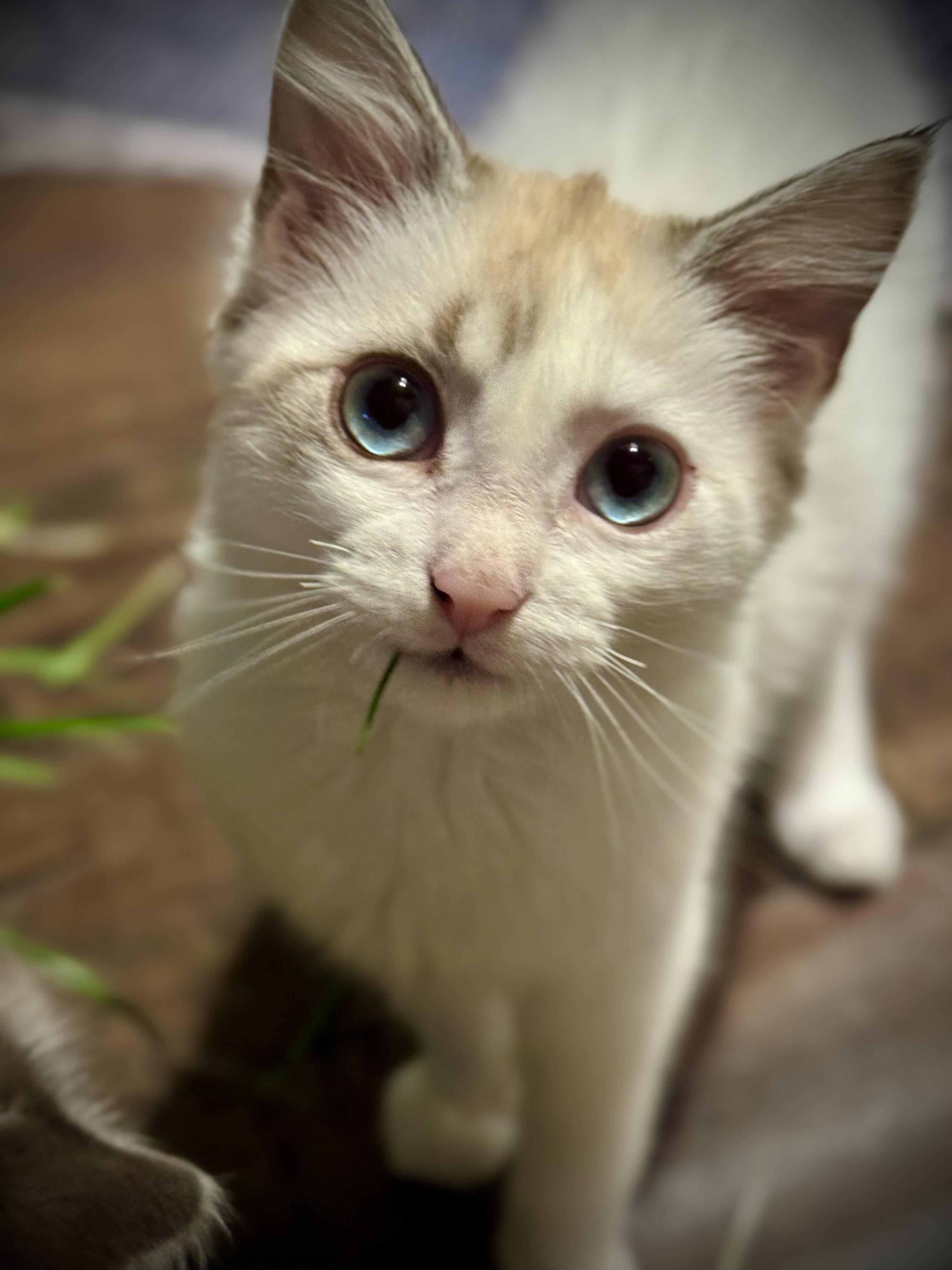 Furia (Kitty Perry) & Esperanza, ADOPTABLE, Kitten Female Siamese.