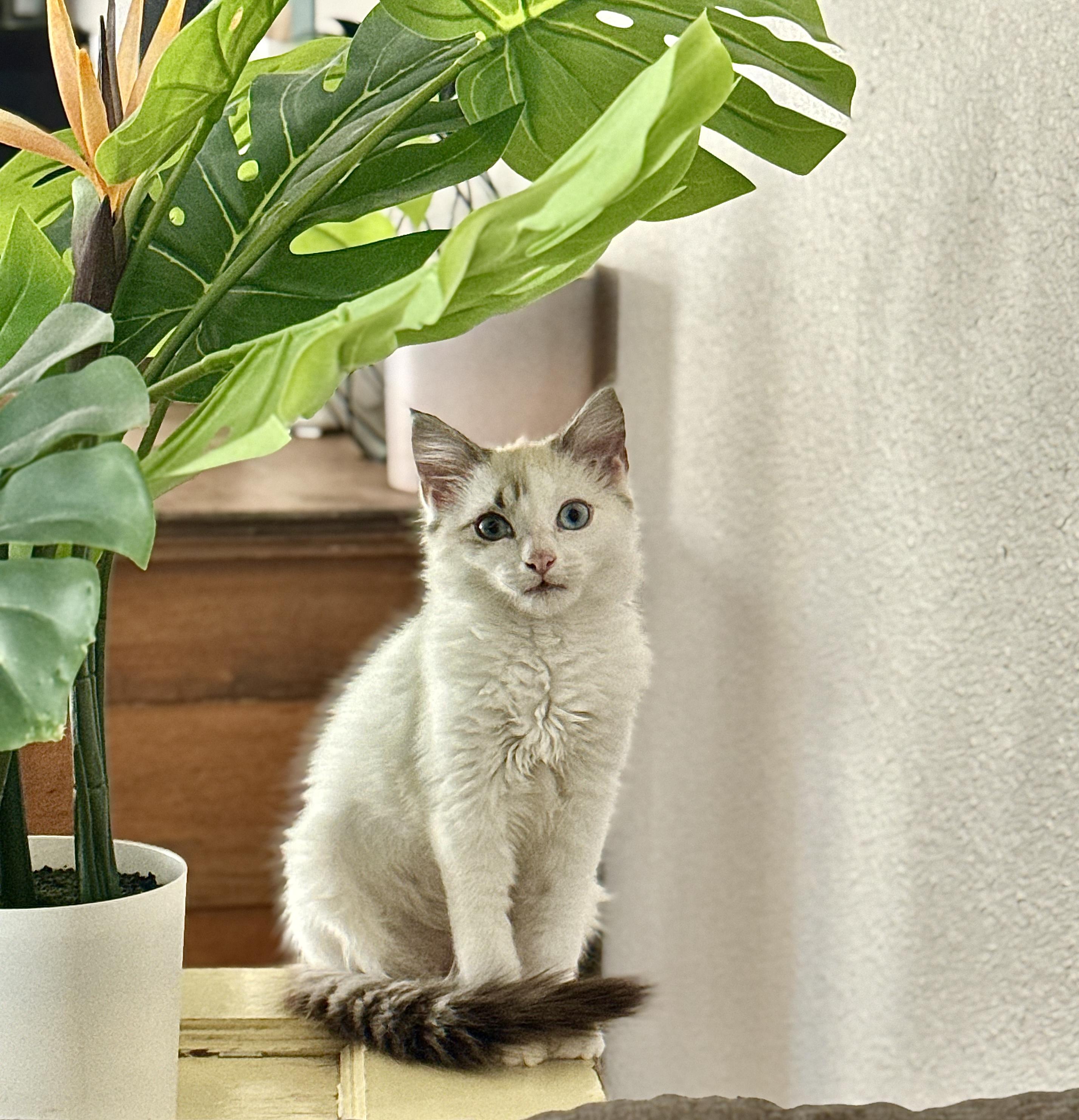 Enlarge Furia (Kitty Perry) & Esperanza, a ADOPTABLE Siamese in Des Moines , WA image 2/5