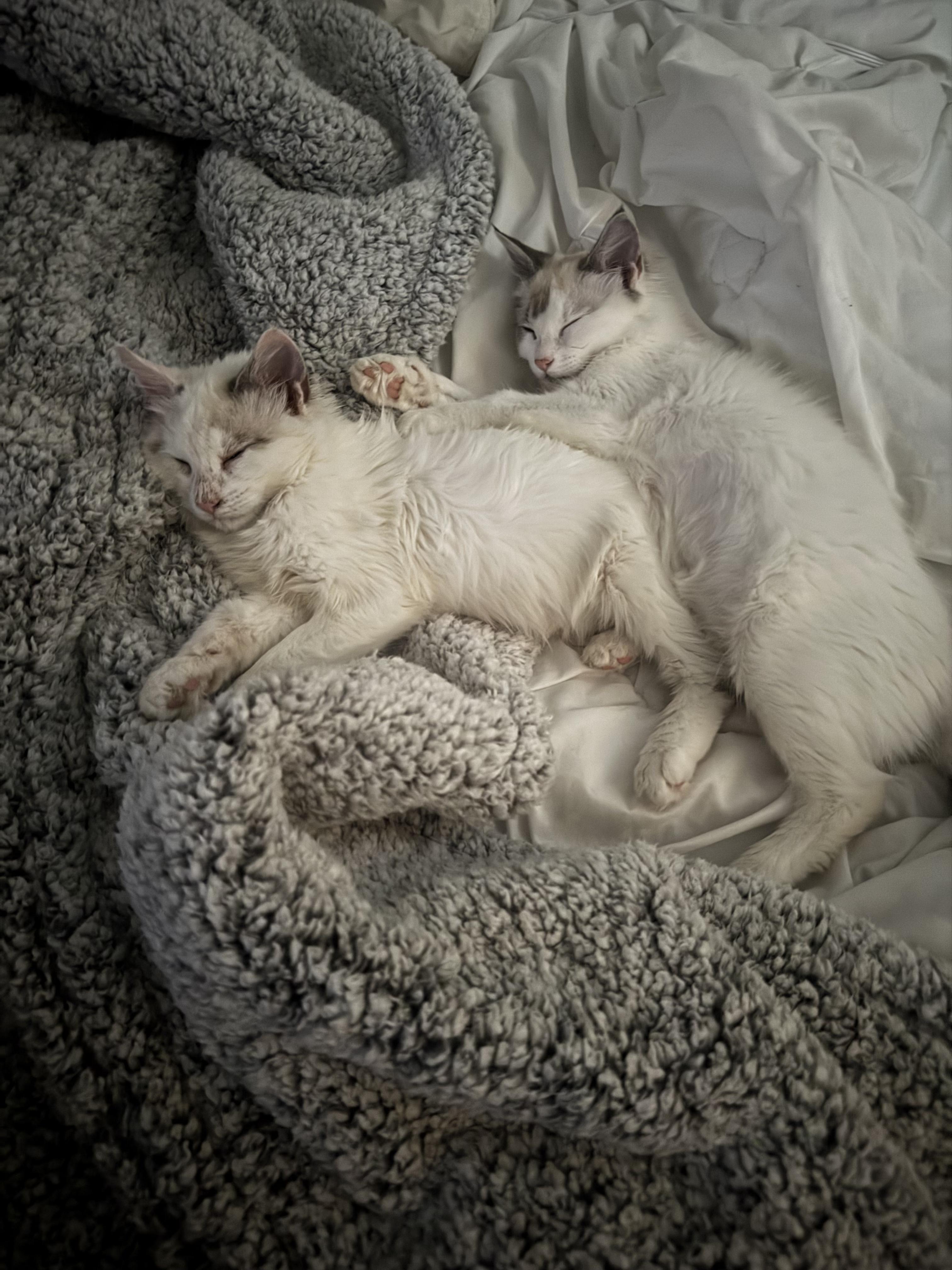 Enlarge Furia (Kitty Perry) & Esperanza, a ADOPTABLE Siamese in Des Moines , WA image 3/5