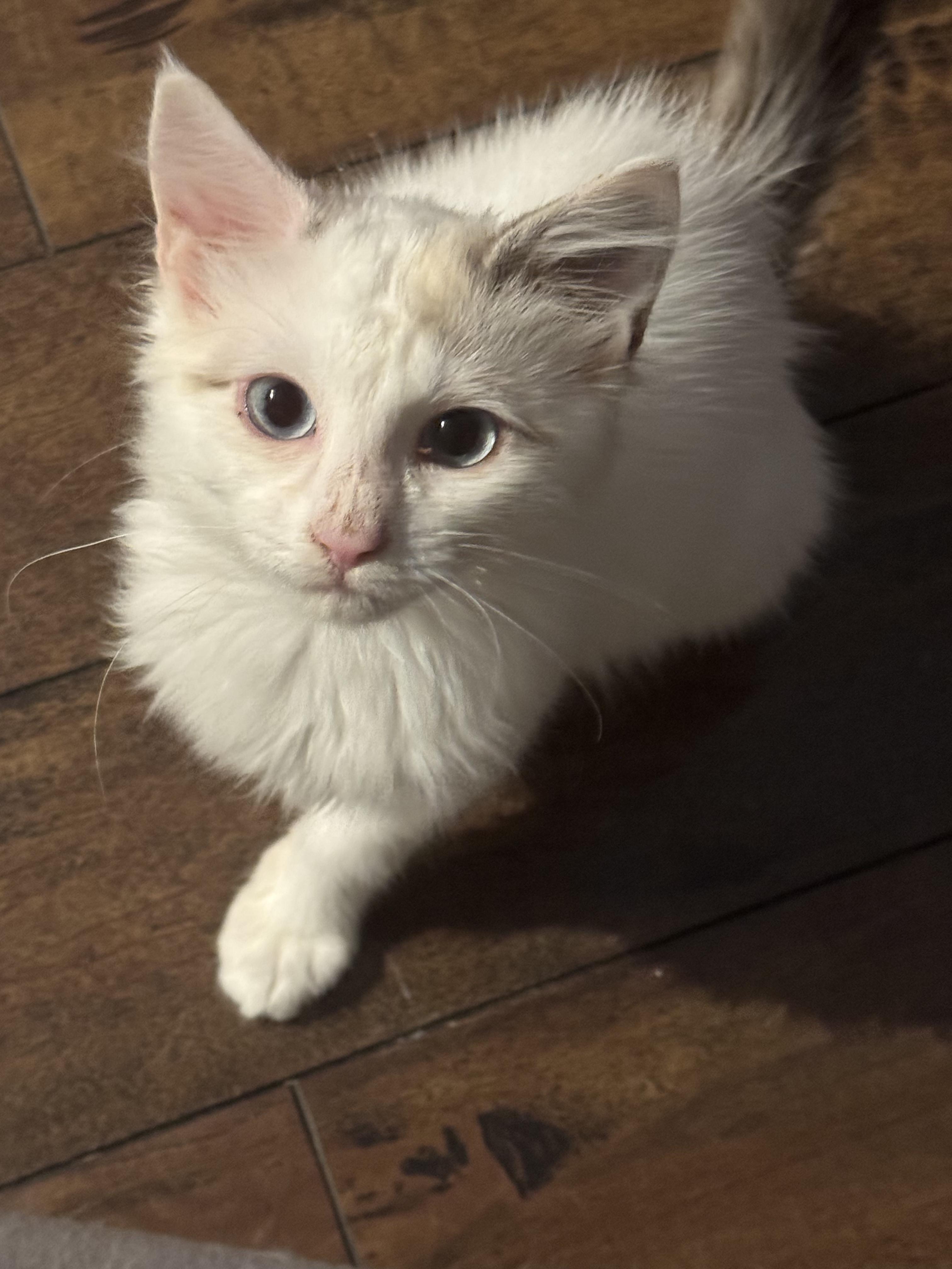 Enlarge Furia (Kitty Perry) & Esperanza, a ADOPTABLE Siamese in Des Moines , WA image 5/5