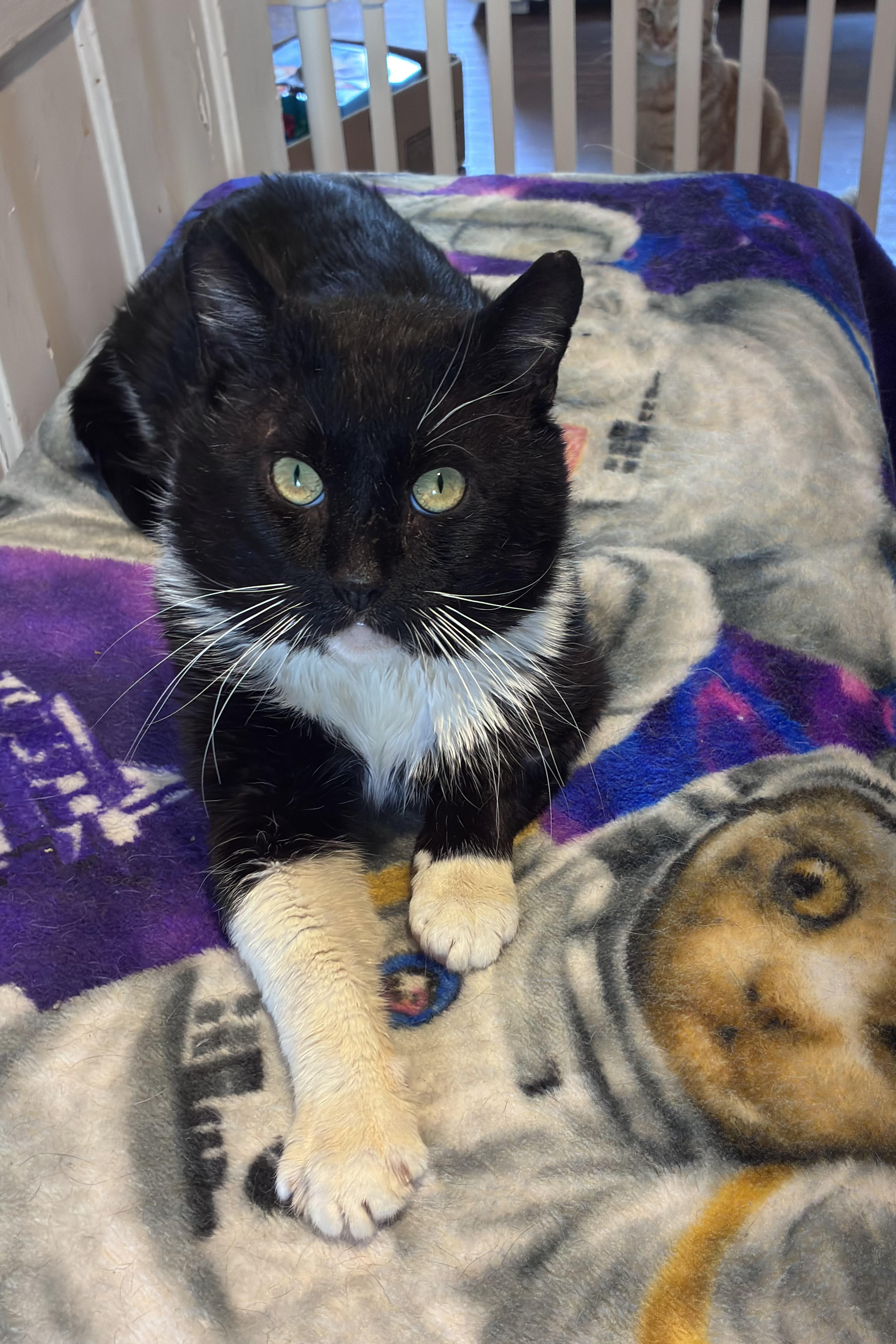 Walker , a ADOPTABLE American Shorthair in Johnstown, NY image 2/6