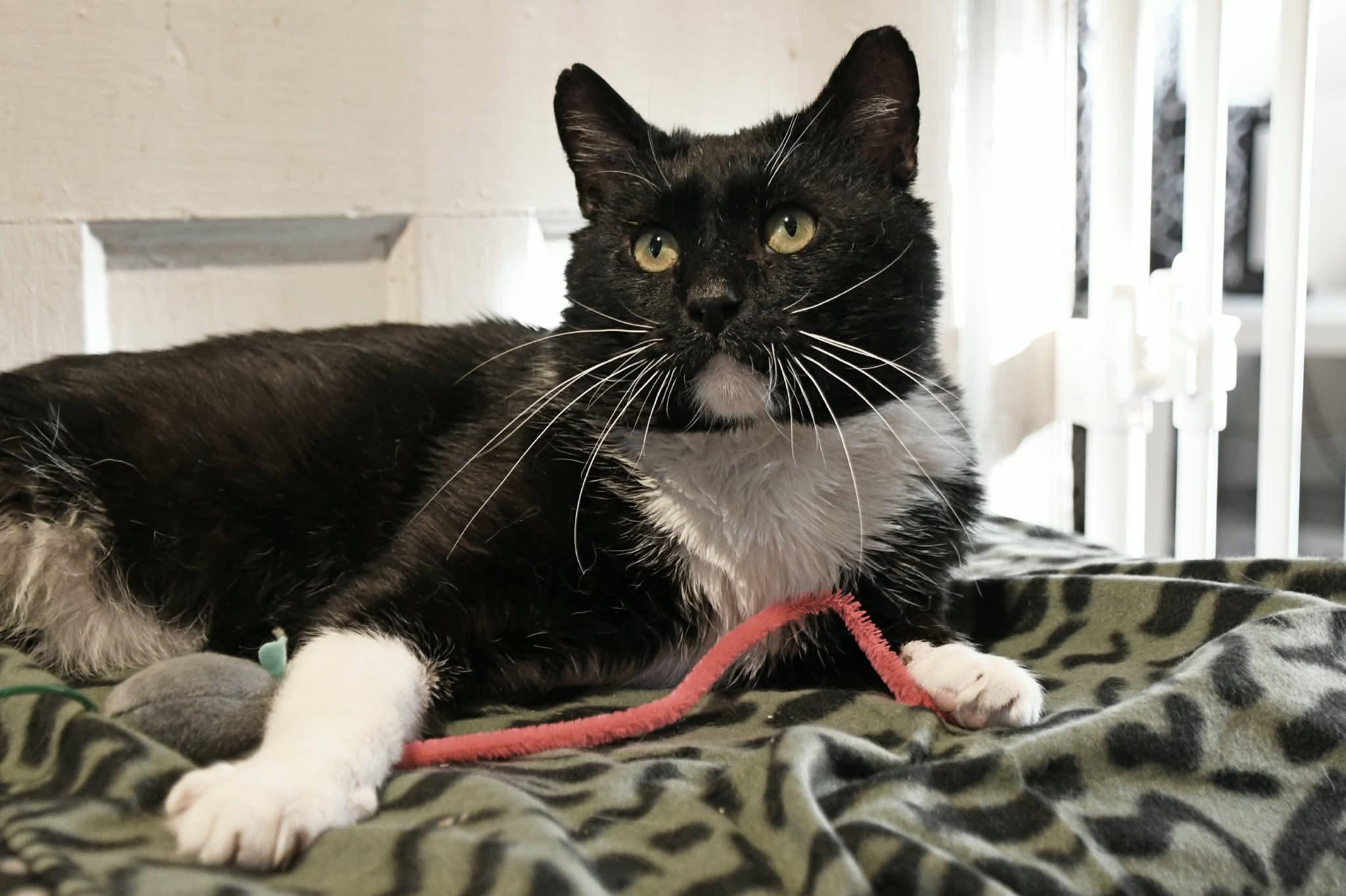 Walker , a ADOPTABLE American Shorthair in Johnstown, NY image 5/6
