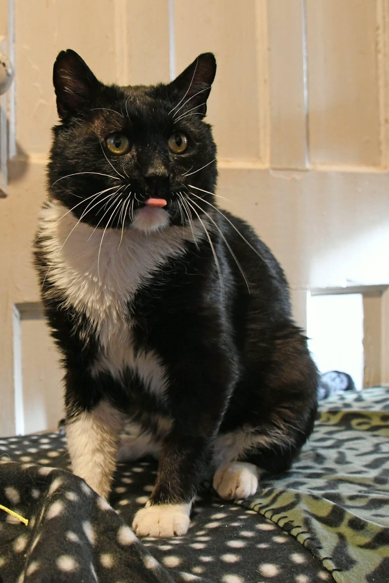 Walker , a ADOPTABLE American Shorthair in Johnstown, NY image 1/6