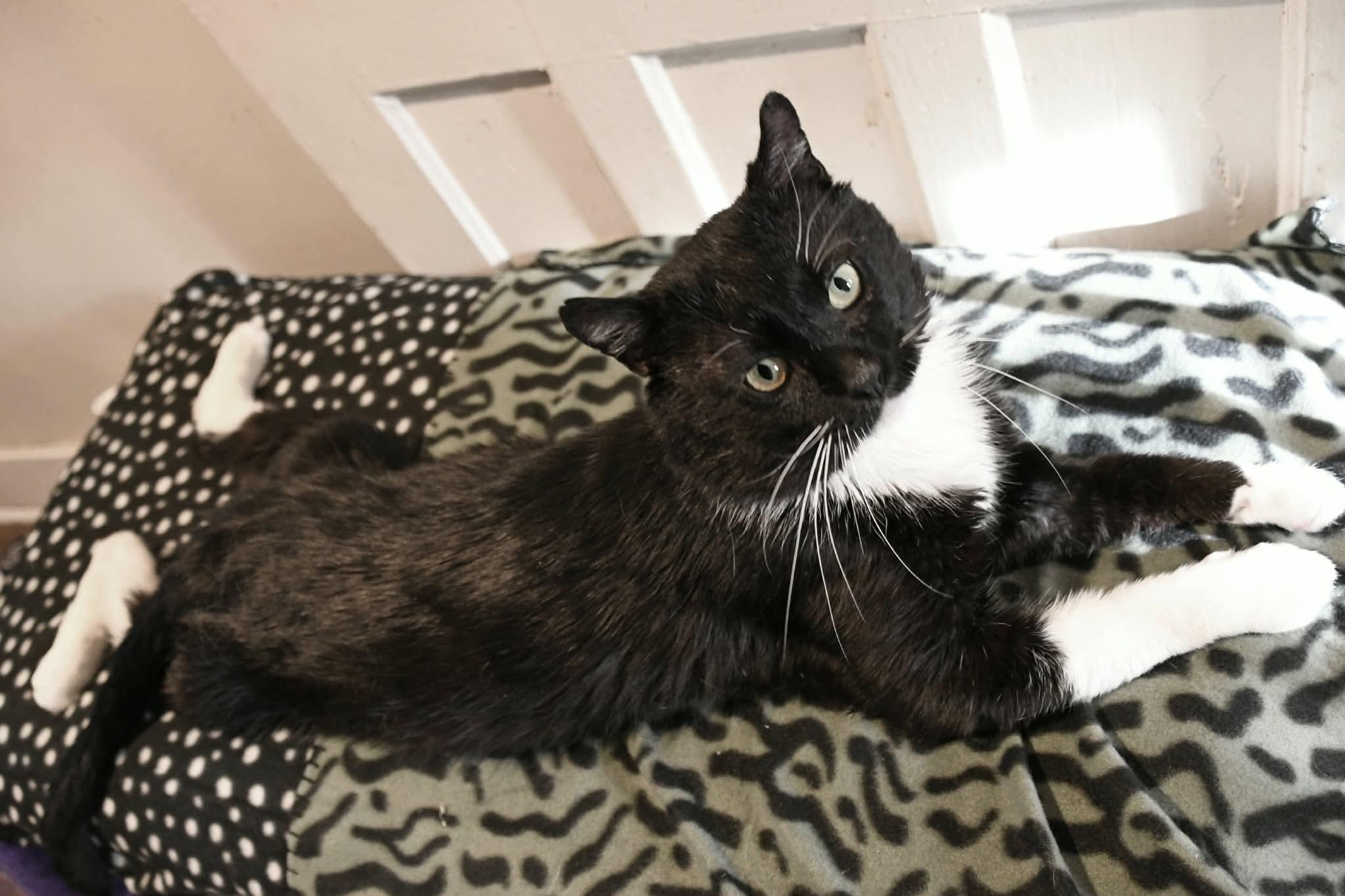 Walker , a ADOPTABLE American Shorthair in Johnstown, NY image 4/6