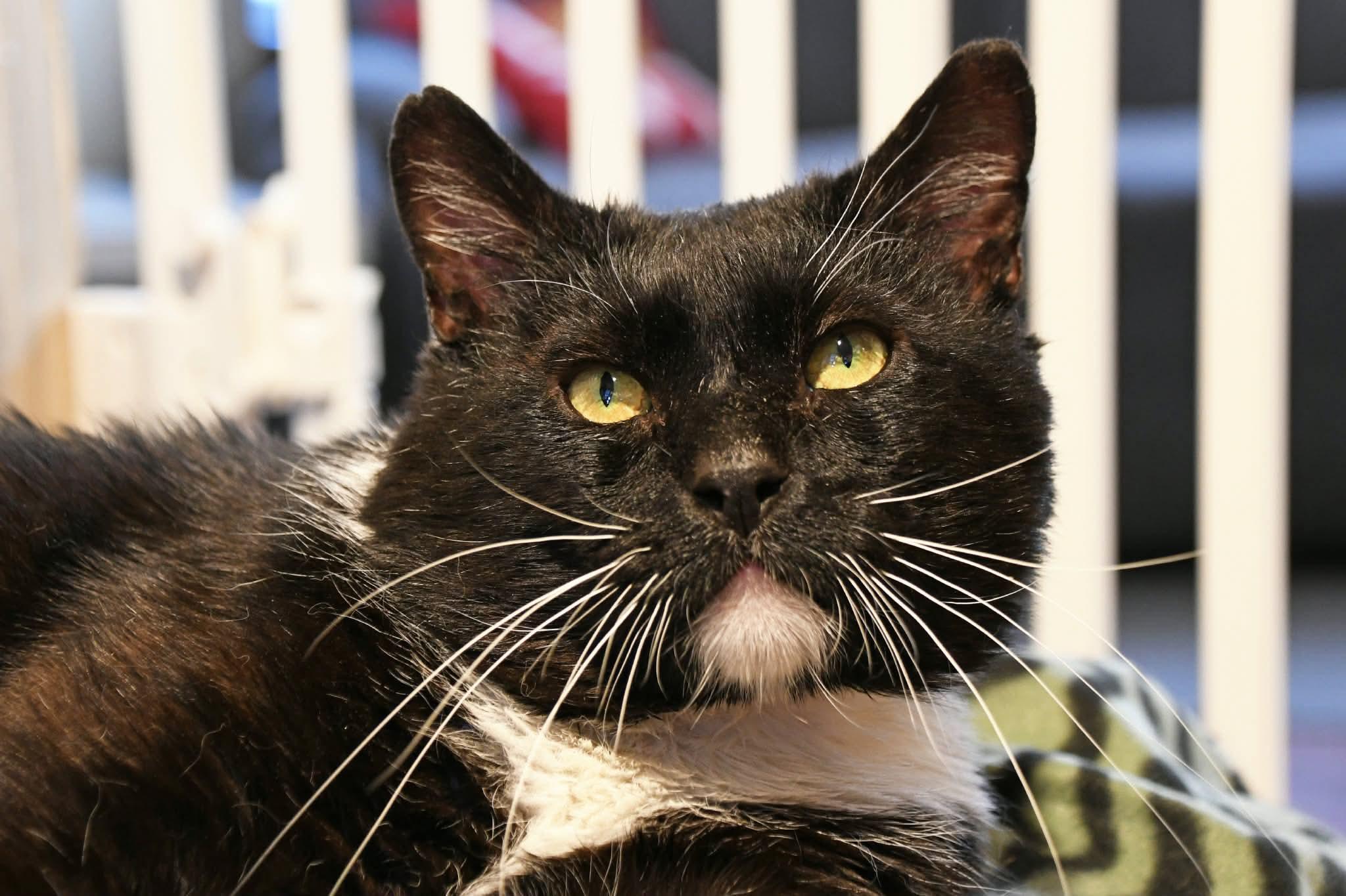 Walker , a ADOPTABLE American Shorthair in Johnstown, NY image 6/6