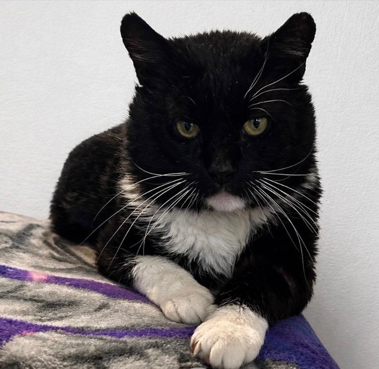 Walker , a ADOPTABLE American Shorthair in Johnstown, NY image 3/6