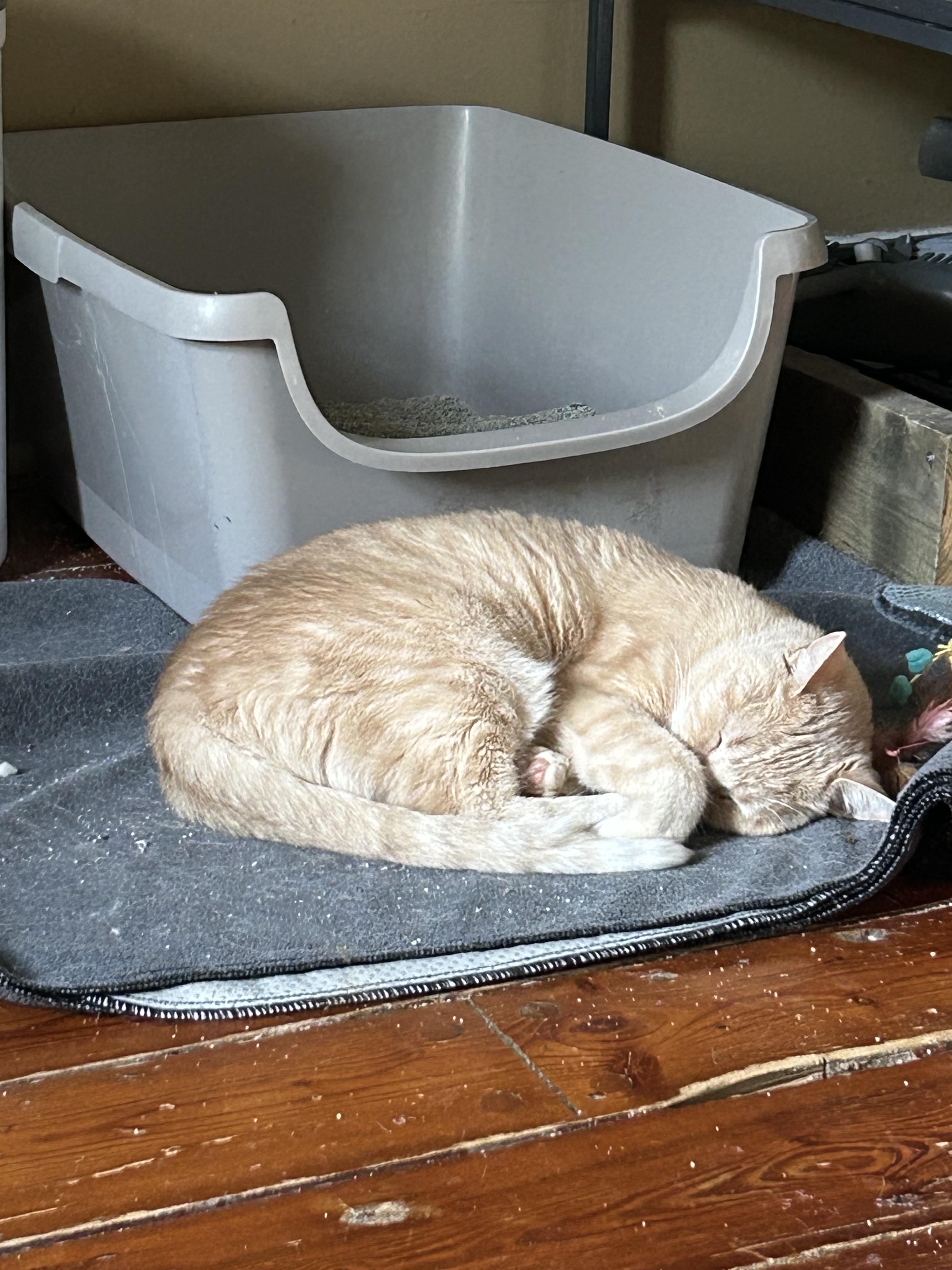 Mango, Adoptable, Adult Female Domestic Short Hair.