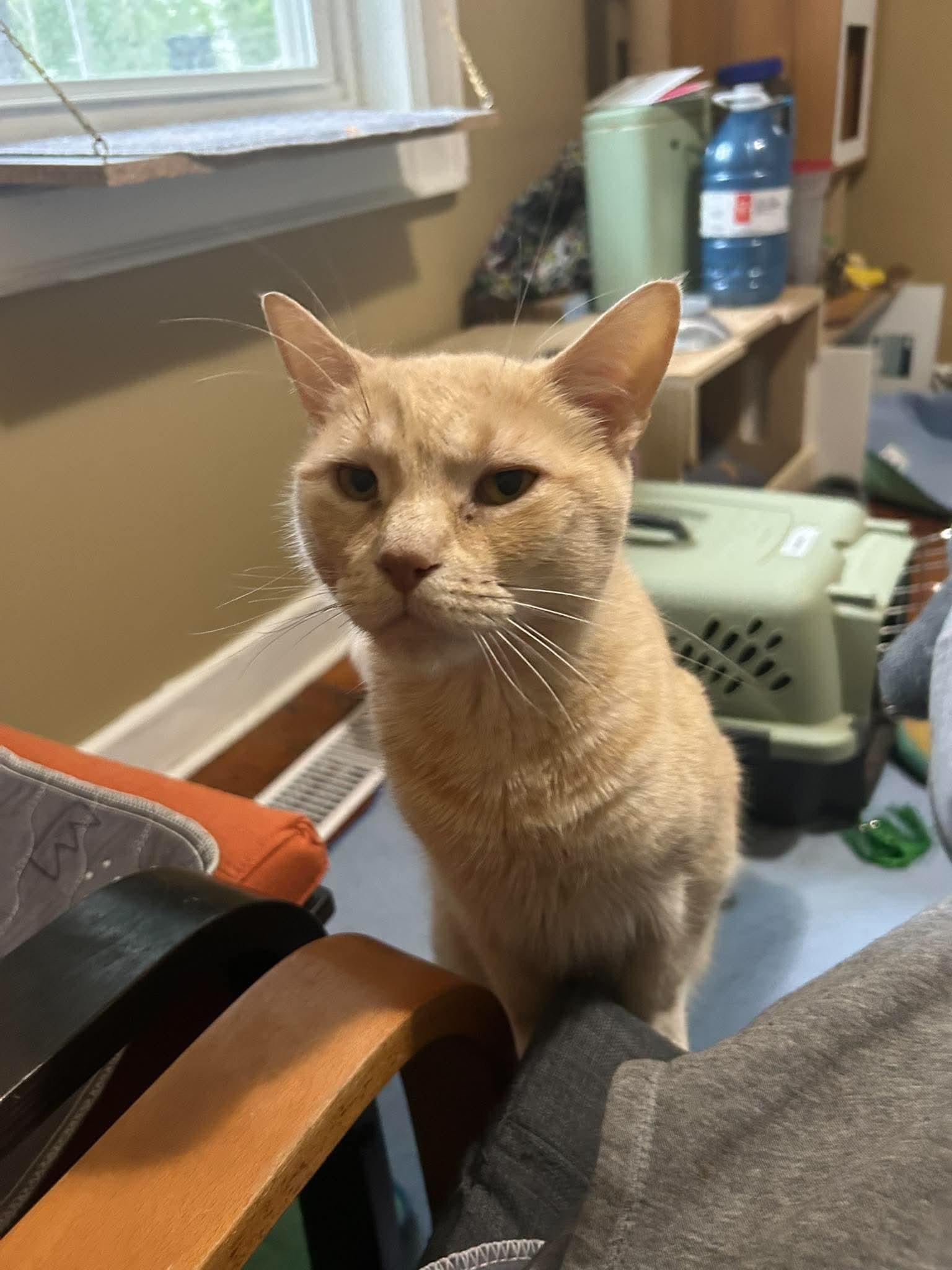 Enlarge Mango, a Adoptable Domestic Short Hair in Zephyr, ON image 2/3