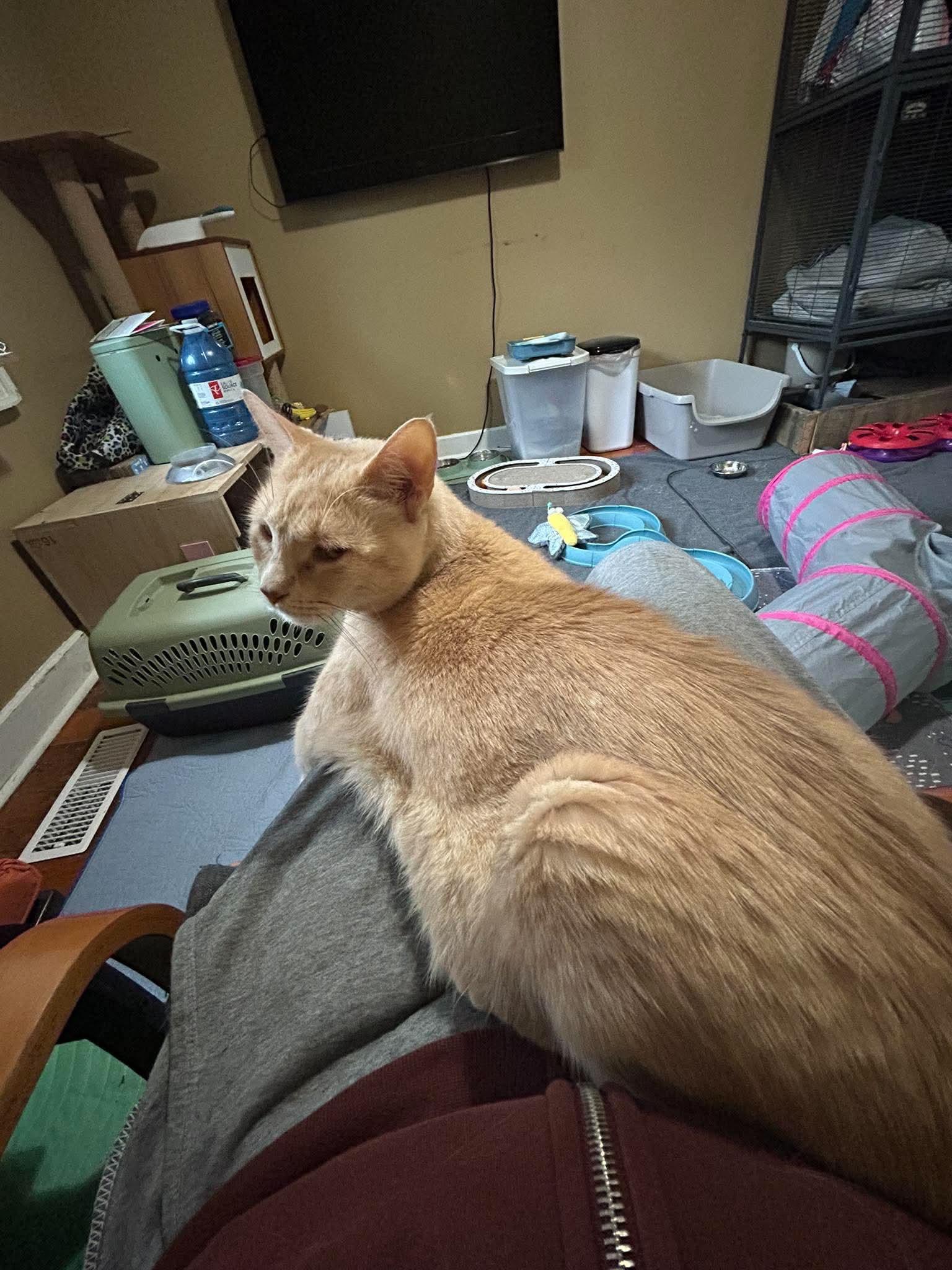 Enlarge Mango, a Adoptable Domestic Short Hair in Zephyr, ON image 3/3
