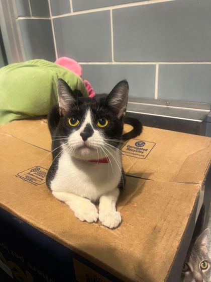 Kitty, Adoptable, Adult Female Domestic Short Hair & Domestic Short Hair.