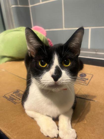 Enlarge Kitty, a Adoptable Domestic Short Hair in Chicago, IL image 2/2