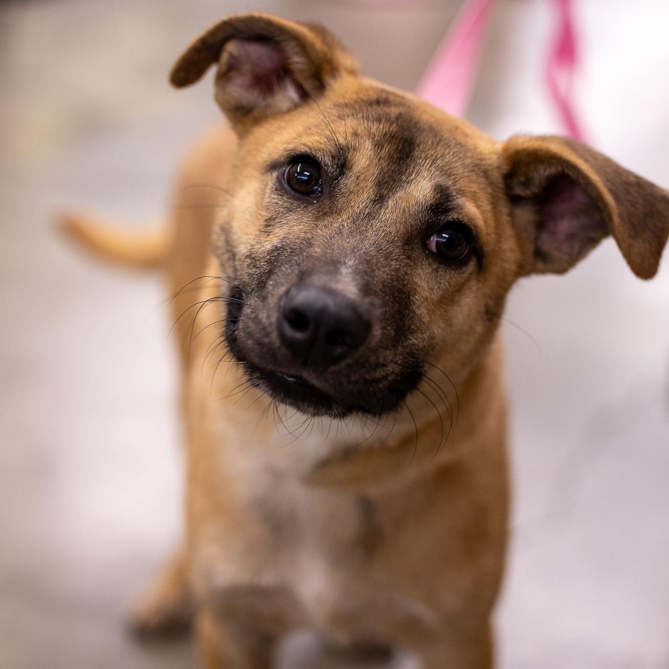 Enlarge Bee - Local in Oregon , an adoptable mixed breed in Gresham, OR image 1/2