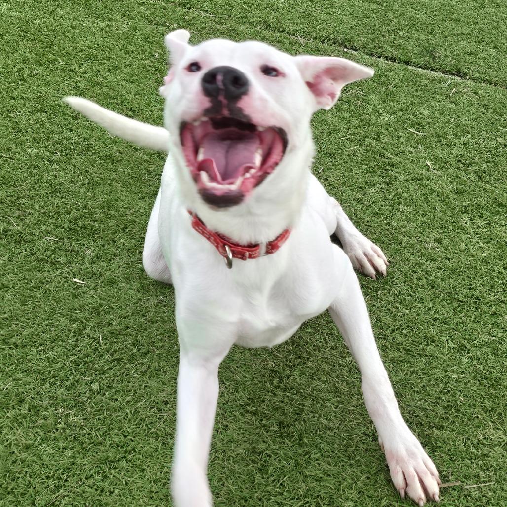 Enlarge Krypto, a Adoptable Mixed Breed in Galveston, TX image 1/3