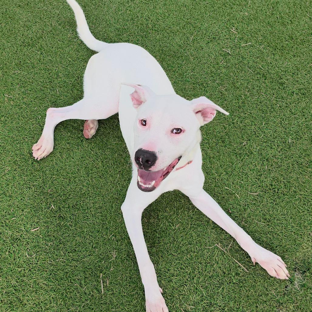 Enlarge Krypto, a Adoptable Mixed Breed in Galveston, TX image 2/3