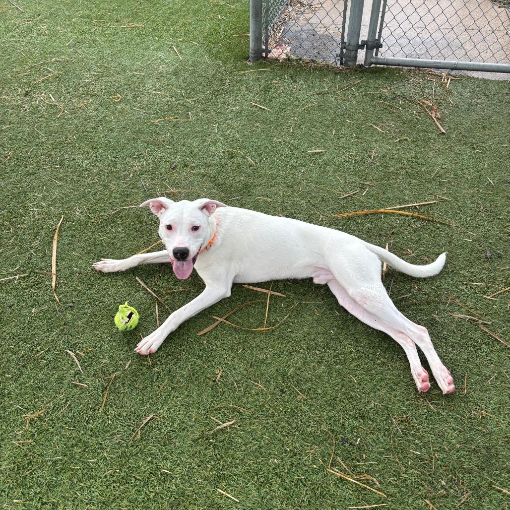 Krypto, Adoptable, Young Male Mixed Breed.
