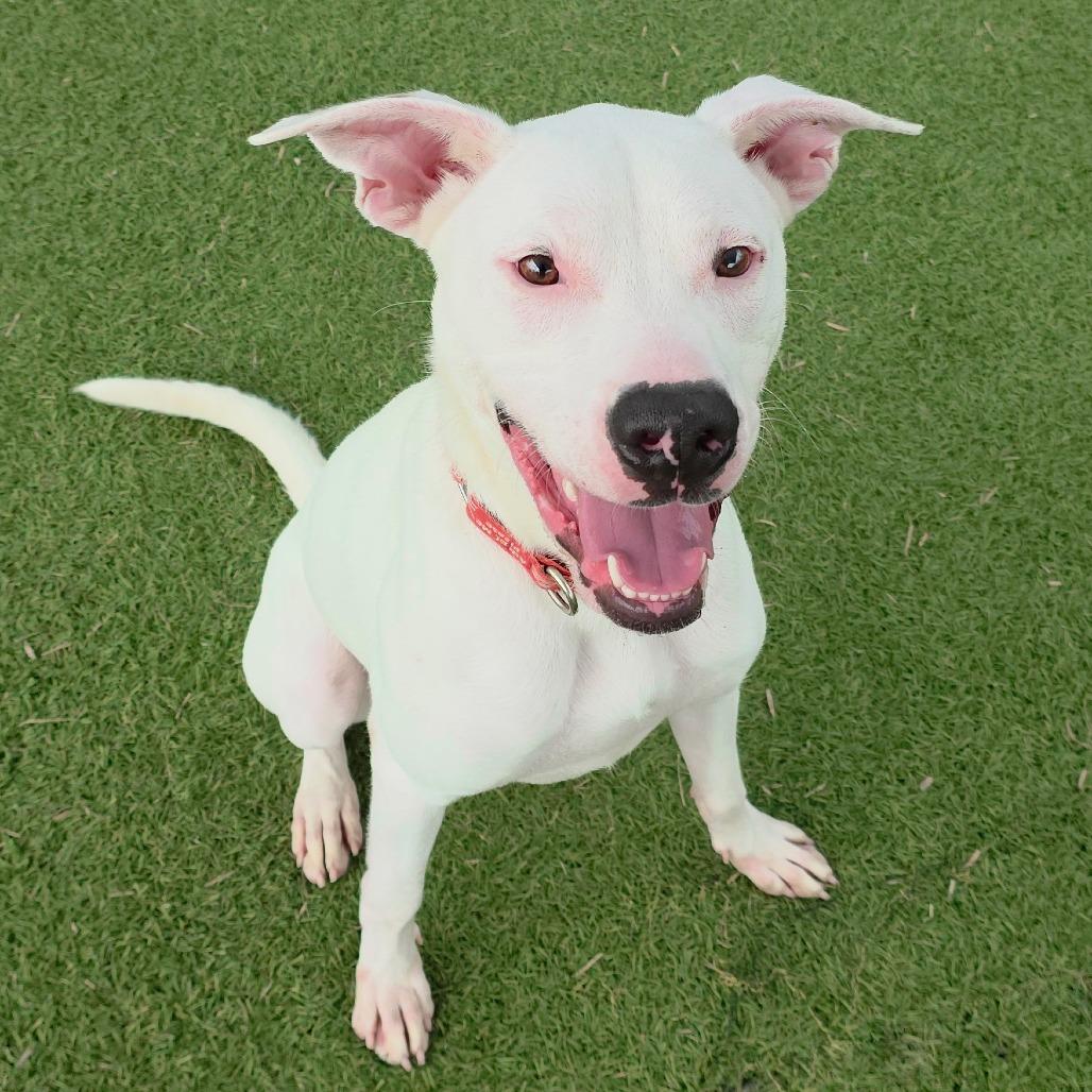 Enlarge Krypto, a Adoptable Mixed Breed in Galveston, TX image 3/3