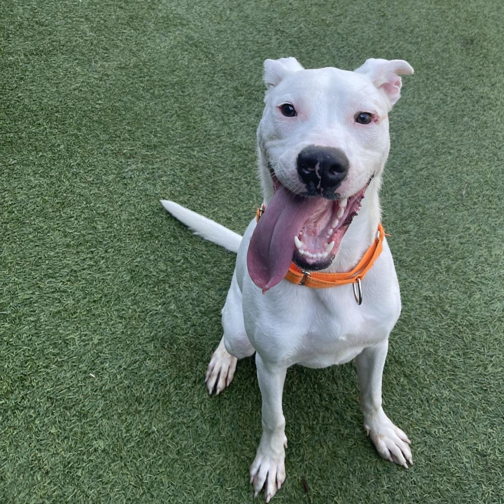 Krypto, Adoptable, Young Male Mixed Breed.