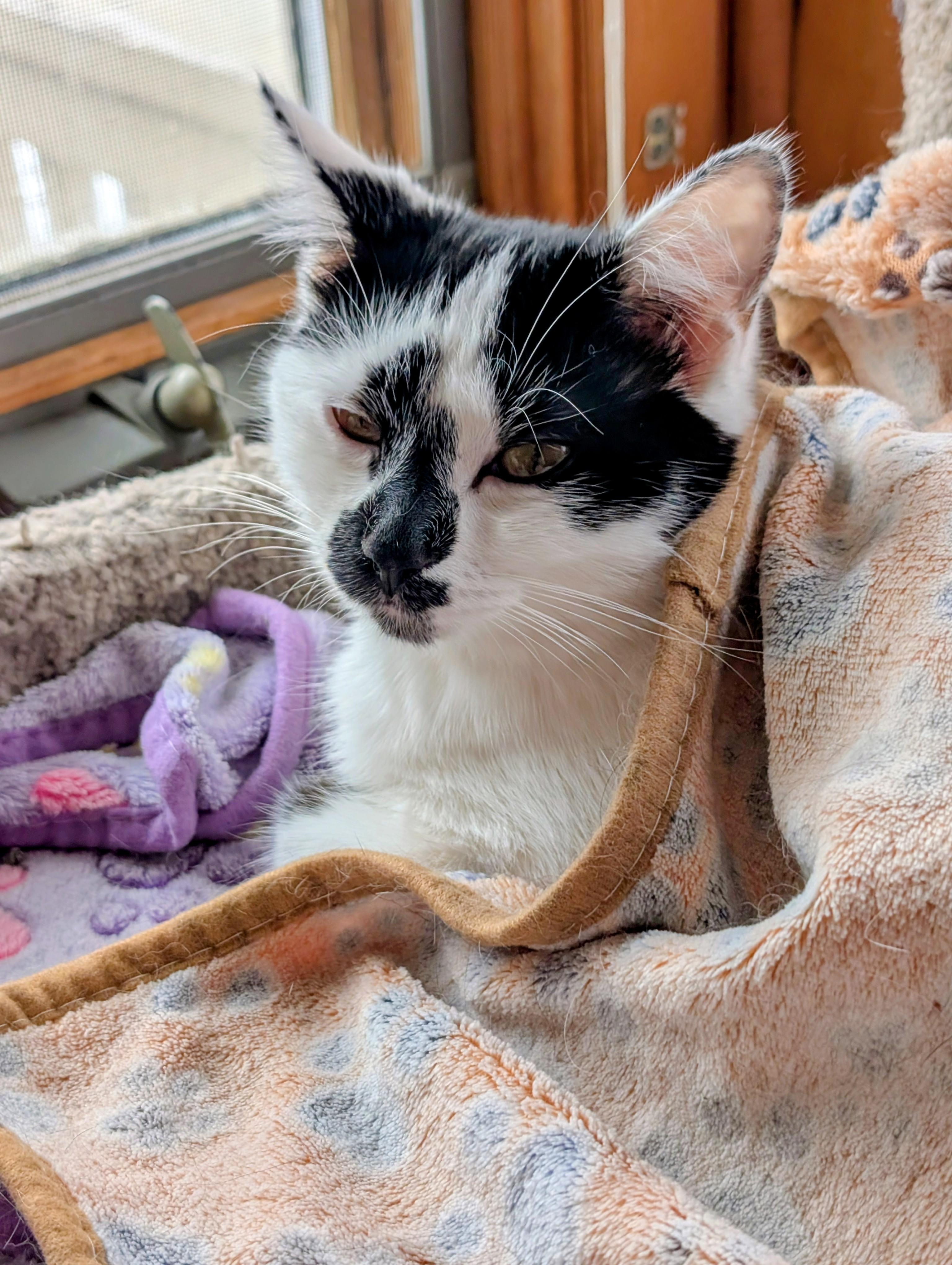 Flora, Adoptable, Young Female Domestic Short Hair.