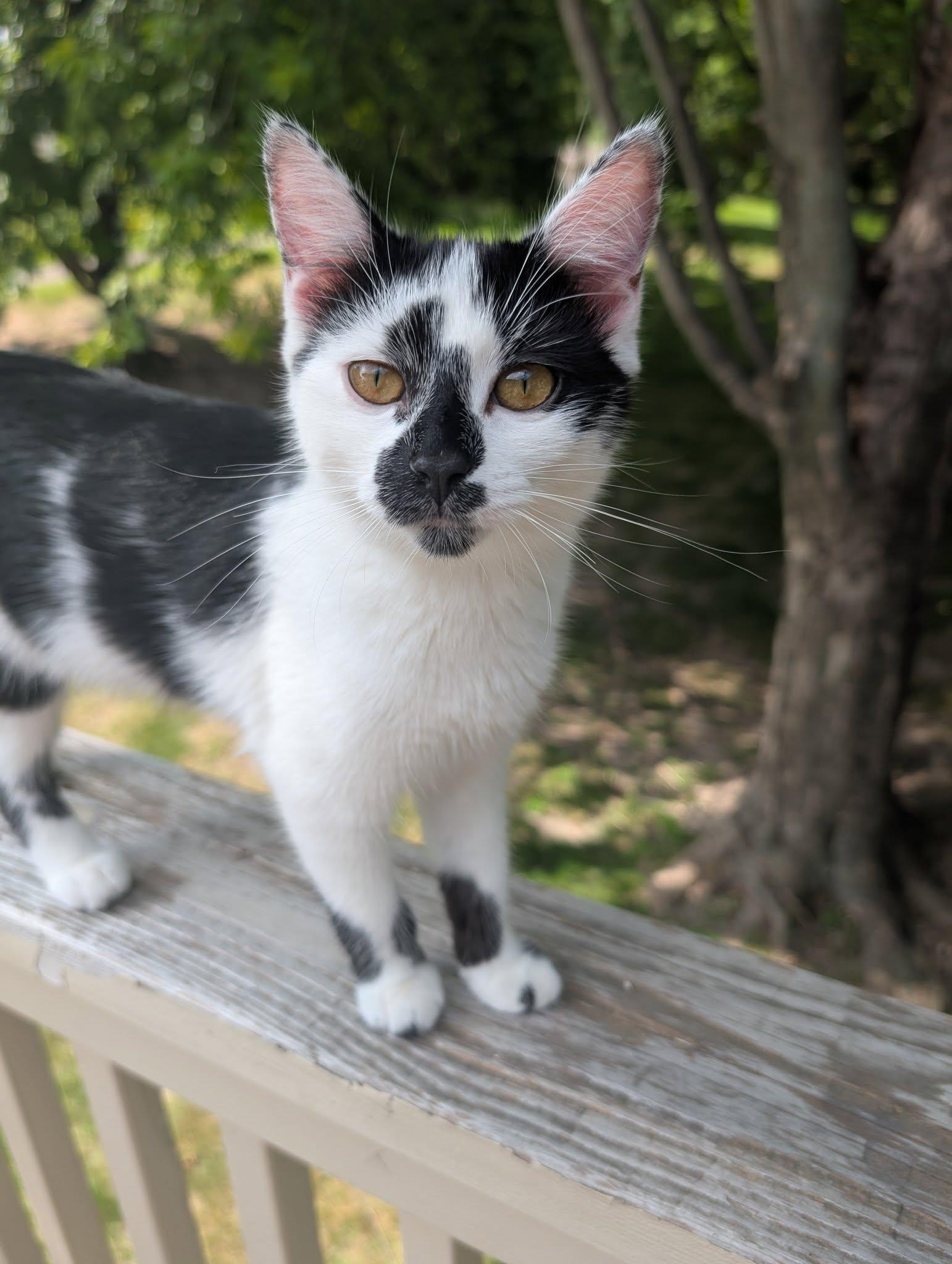 Flora, a Adoptable Domestic Short Hair in Blaine, MN image 2/2