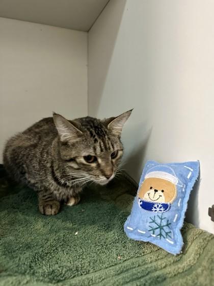 Blue Cheese — thumbnail 3