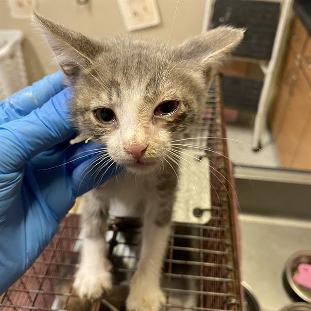 A614576, Adoptable, Kitten Male Domestic Short Hair.