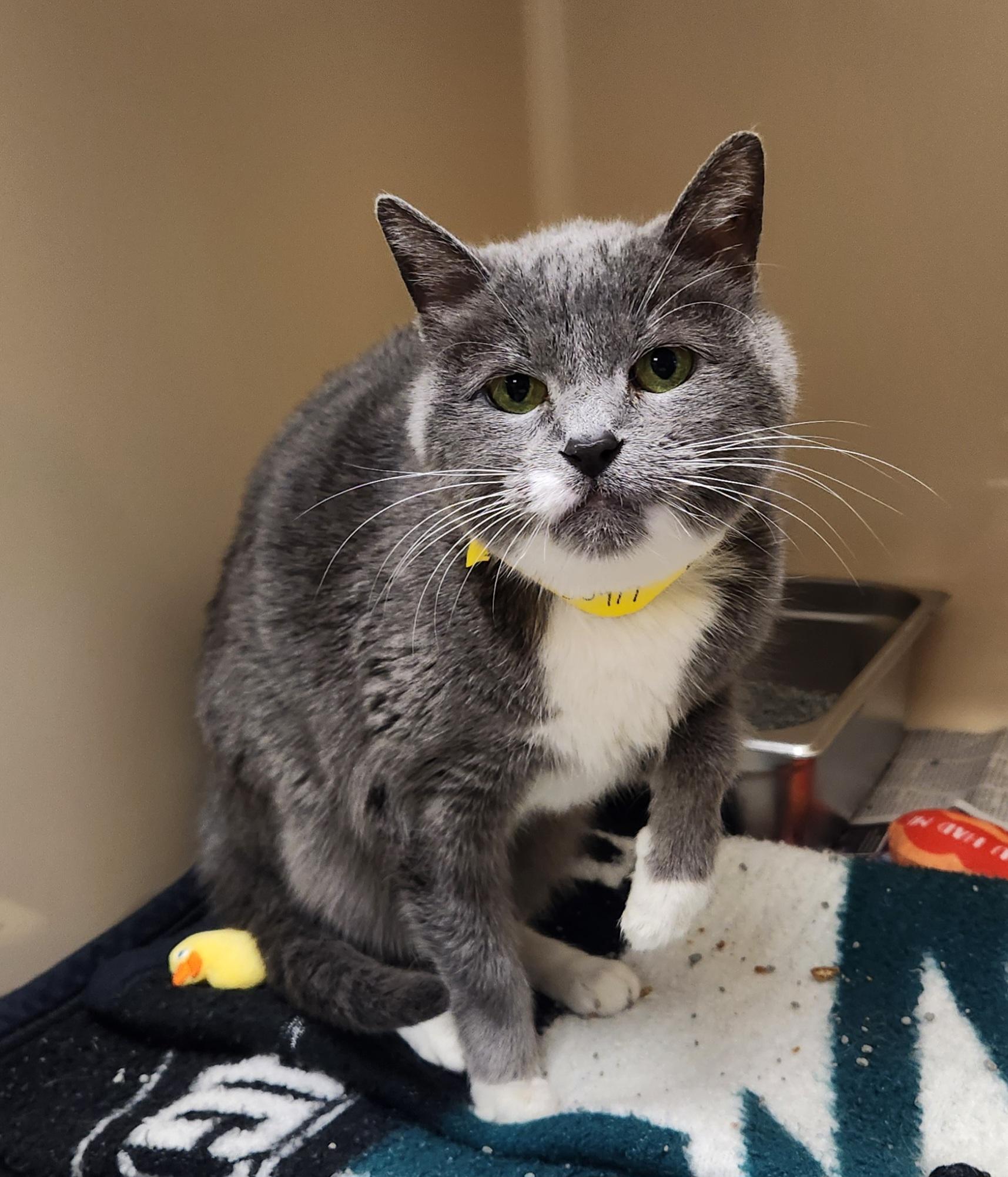 Enlarge Neala (Declawed), an adopted Domestic Short Hair in Clayton, NJ image 1/1