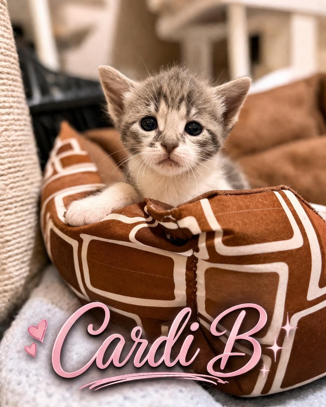 Enlarge Cardi B, a Adoptable American Shorthair in Paulina, LA image 1/1