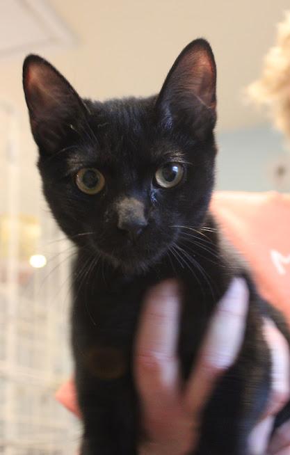 Sheila, a Adoptable Domestic Short Hair in Heathsville, VA image 1/2