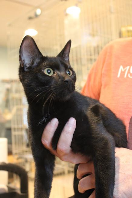 Sheila, a Adoptable Domestic Short Hair in Heathsville, VA image 2/2