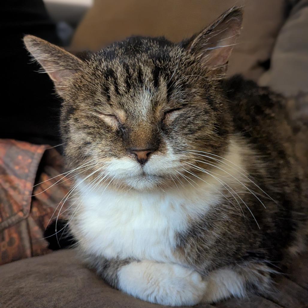 Enlarge Stanley, a Adoptable Domestic Short Hair in Salt Lake City, UT image 1/6