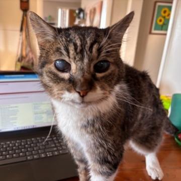 Enlarge Stanley, a Adoptable Domestic Short Hair in Salt Lake City, UT image 2/6