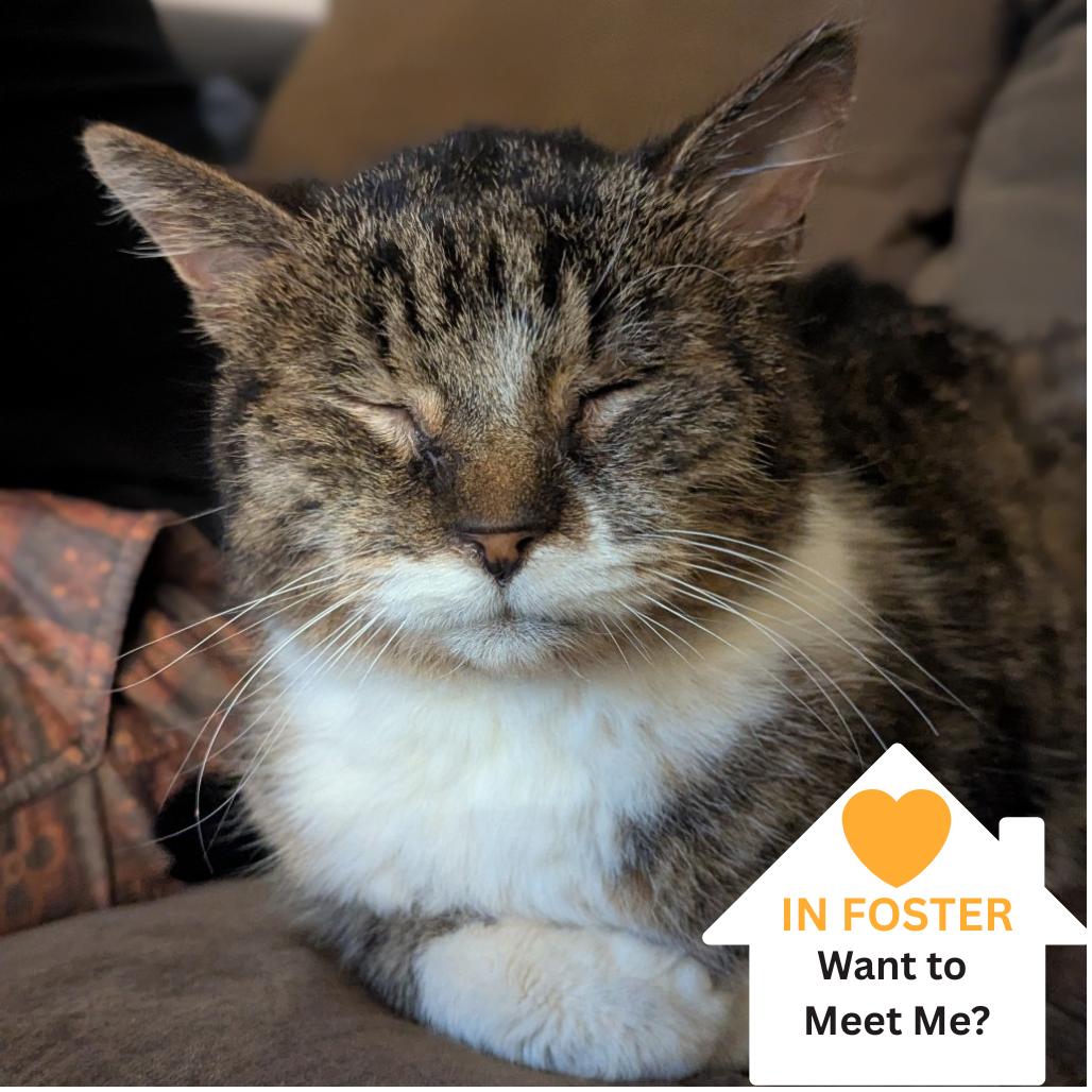 Enlarge Stanley, a Adoptable Domestic Short Hair in Salt Lake City, UT image 2/6