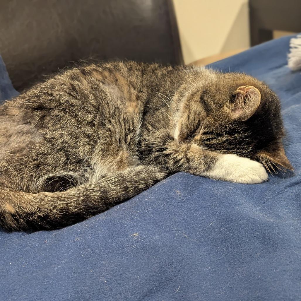 Enlarge Stanley, a Adoptable Domestic Short Hair in Salt Lake City, UT image 3/6