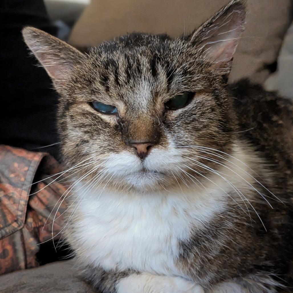 Enlarge Stanley, a Adoptable Domestic Short Hair in Salt Lake City, UT image 4/6