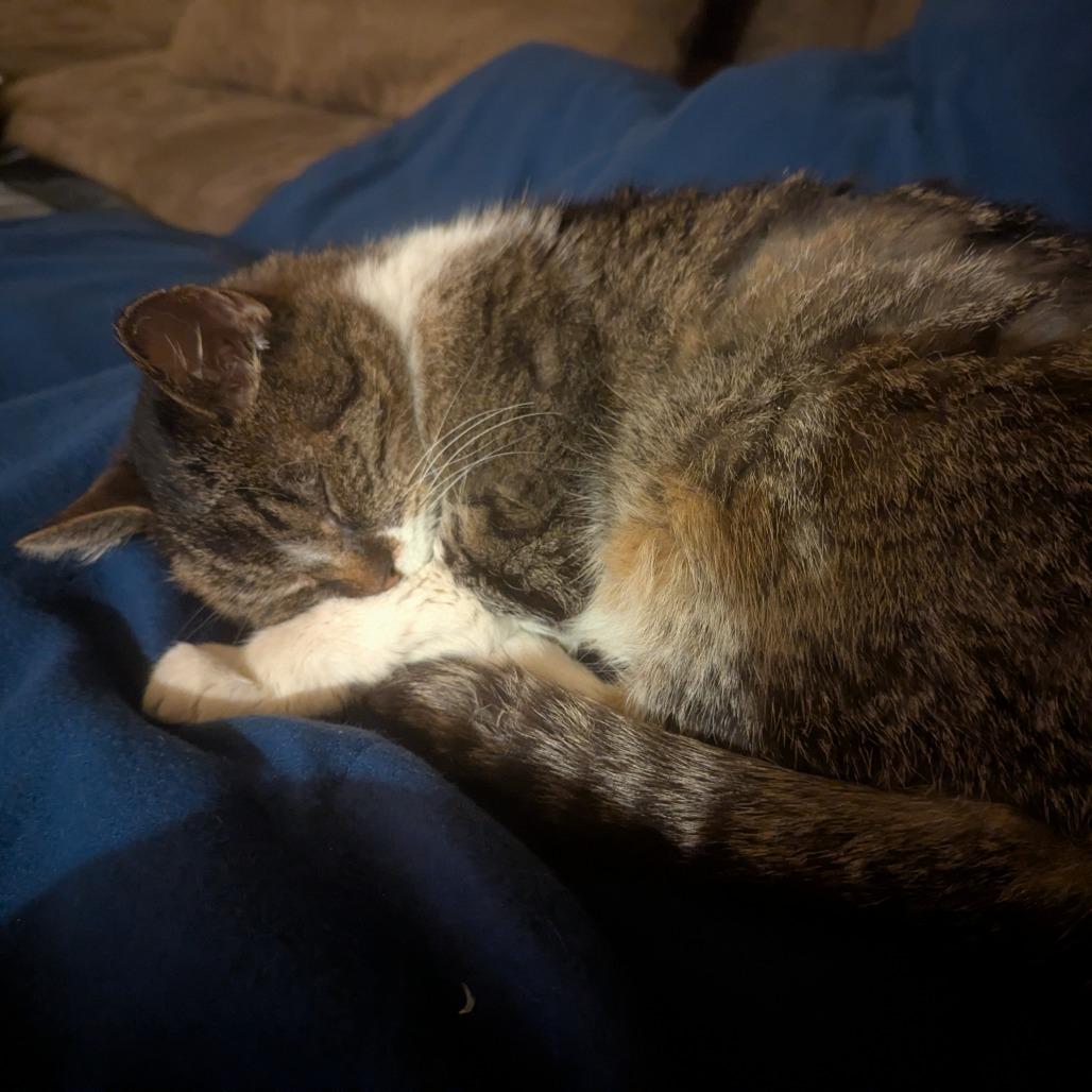 Stanley — thumbnail 5