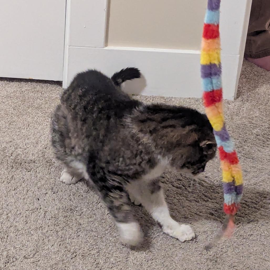 Stanley — thumbnail 6