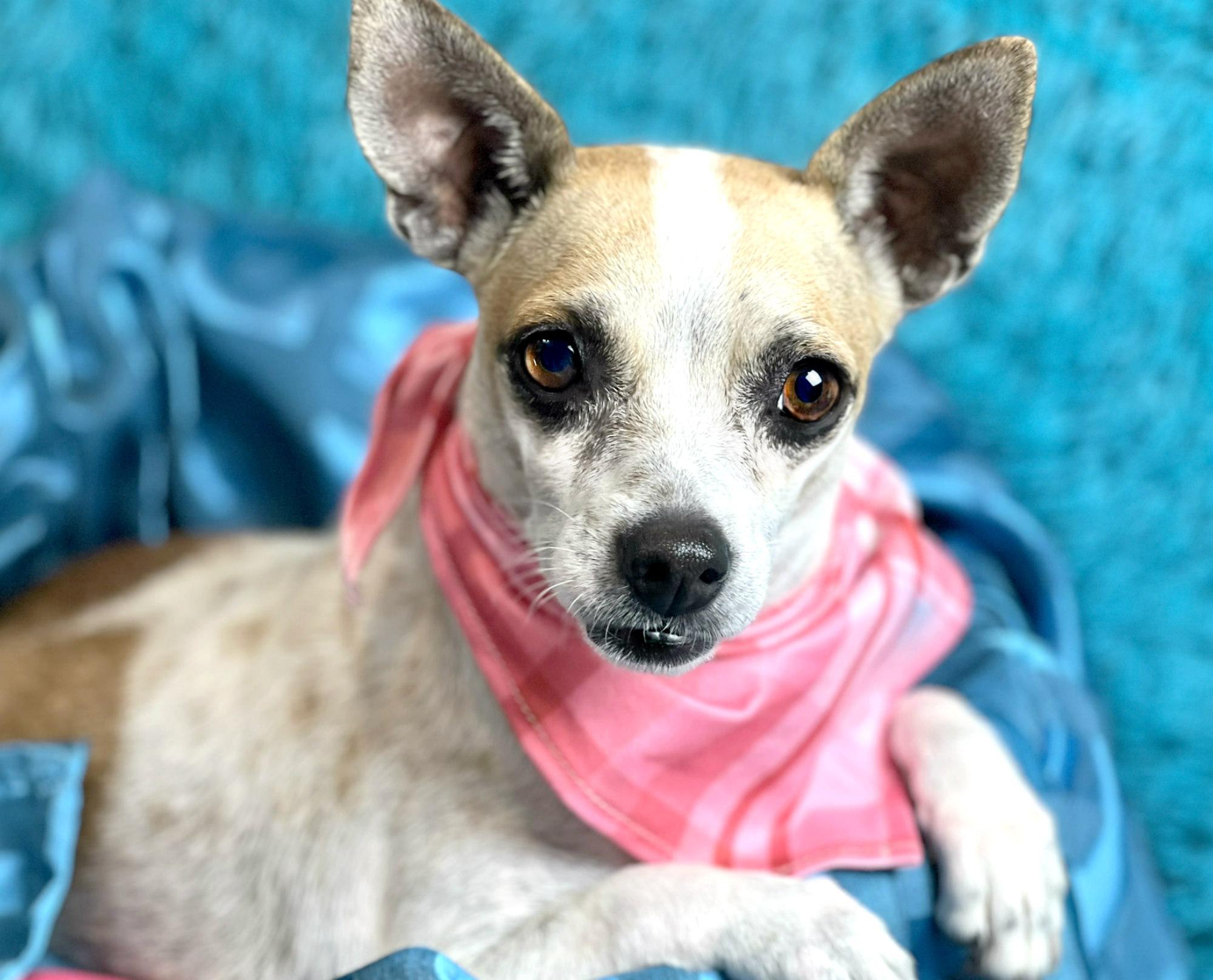 Bess, a Adoptable mixed breed in San Antonio, TX image 5/6