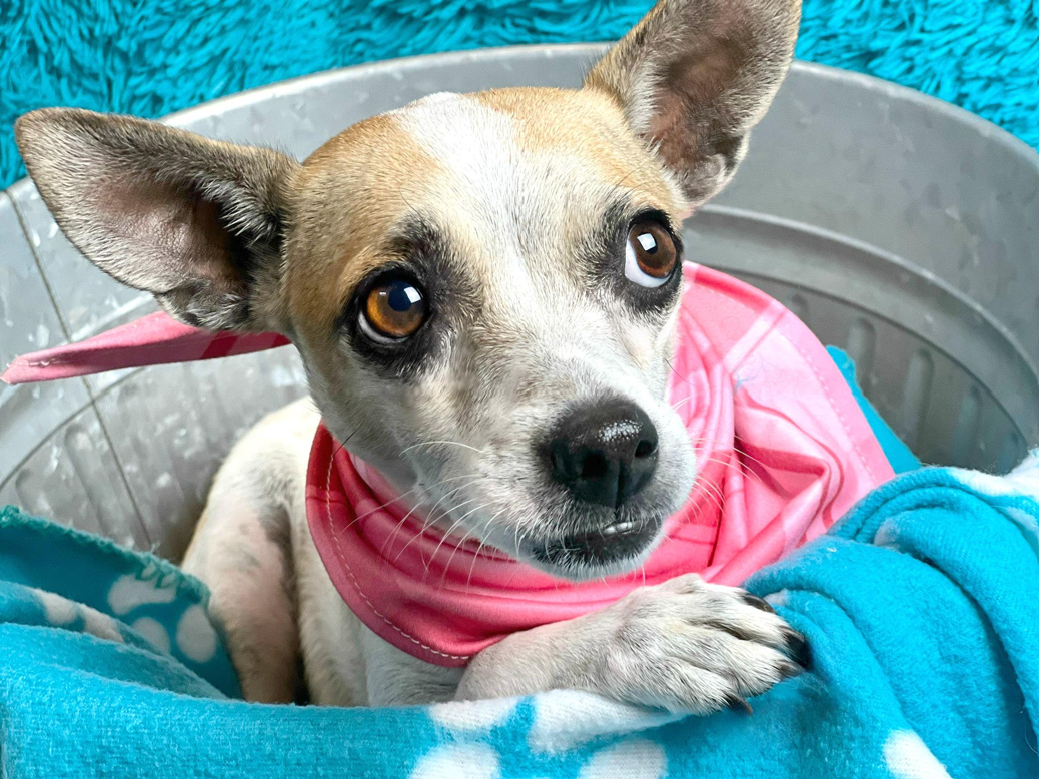 Bess, a Adoptable mixed breed in San Antonio, TX image 4/6