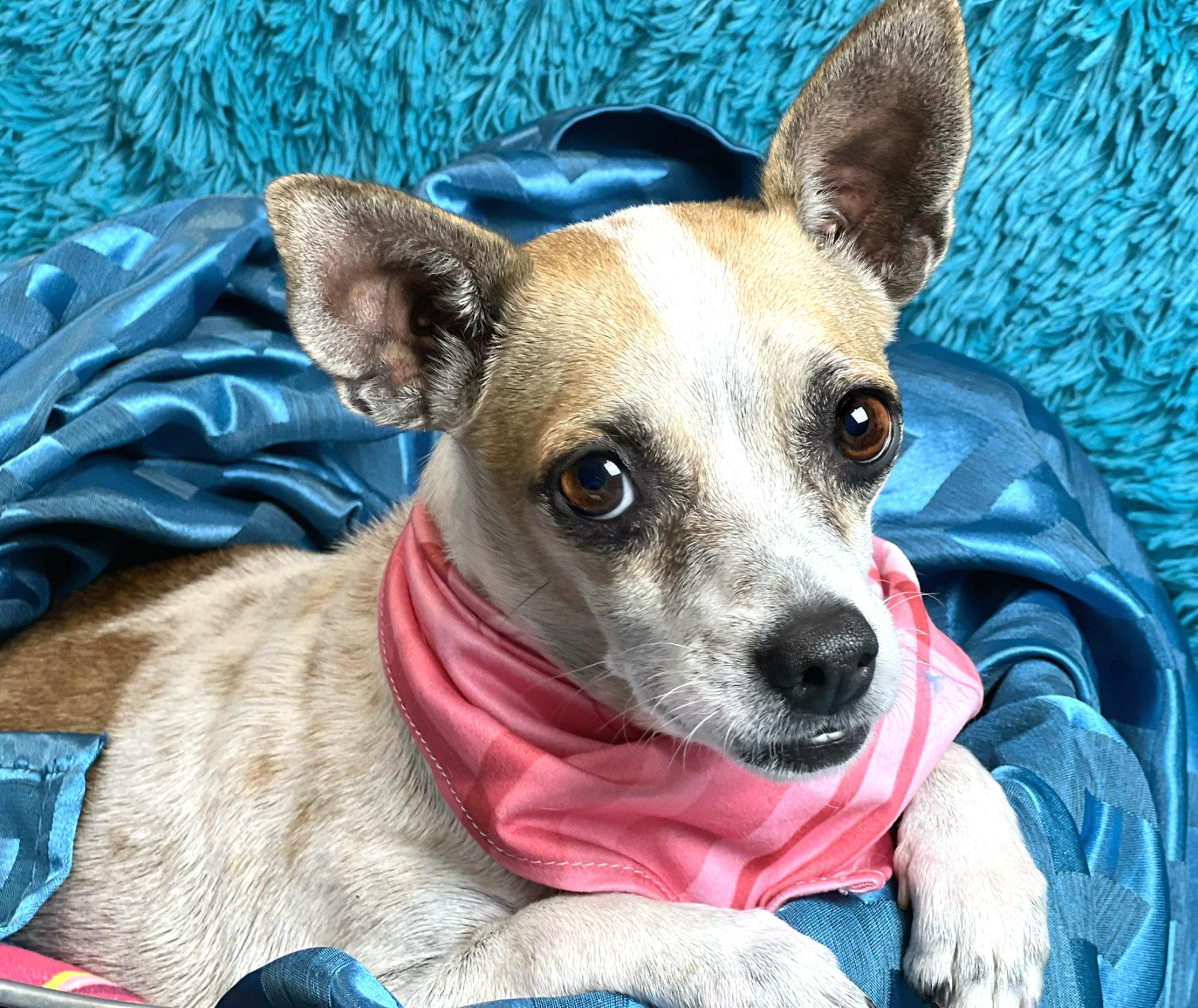 Bess, a Adoptable mixed breed in San Antonio, TX image 1/6