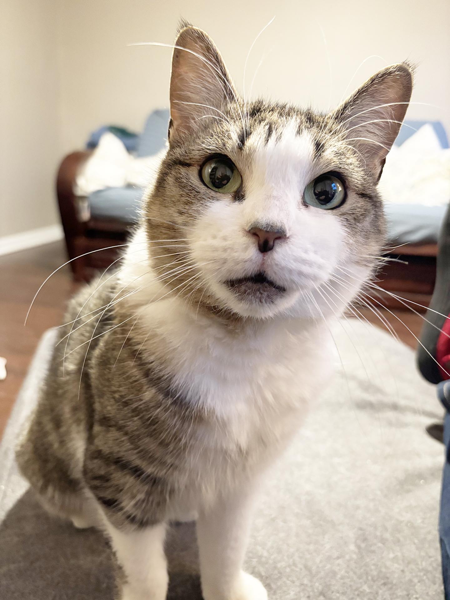 Tiny Green, Young Female Domestic Short Hair