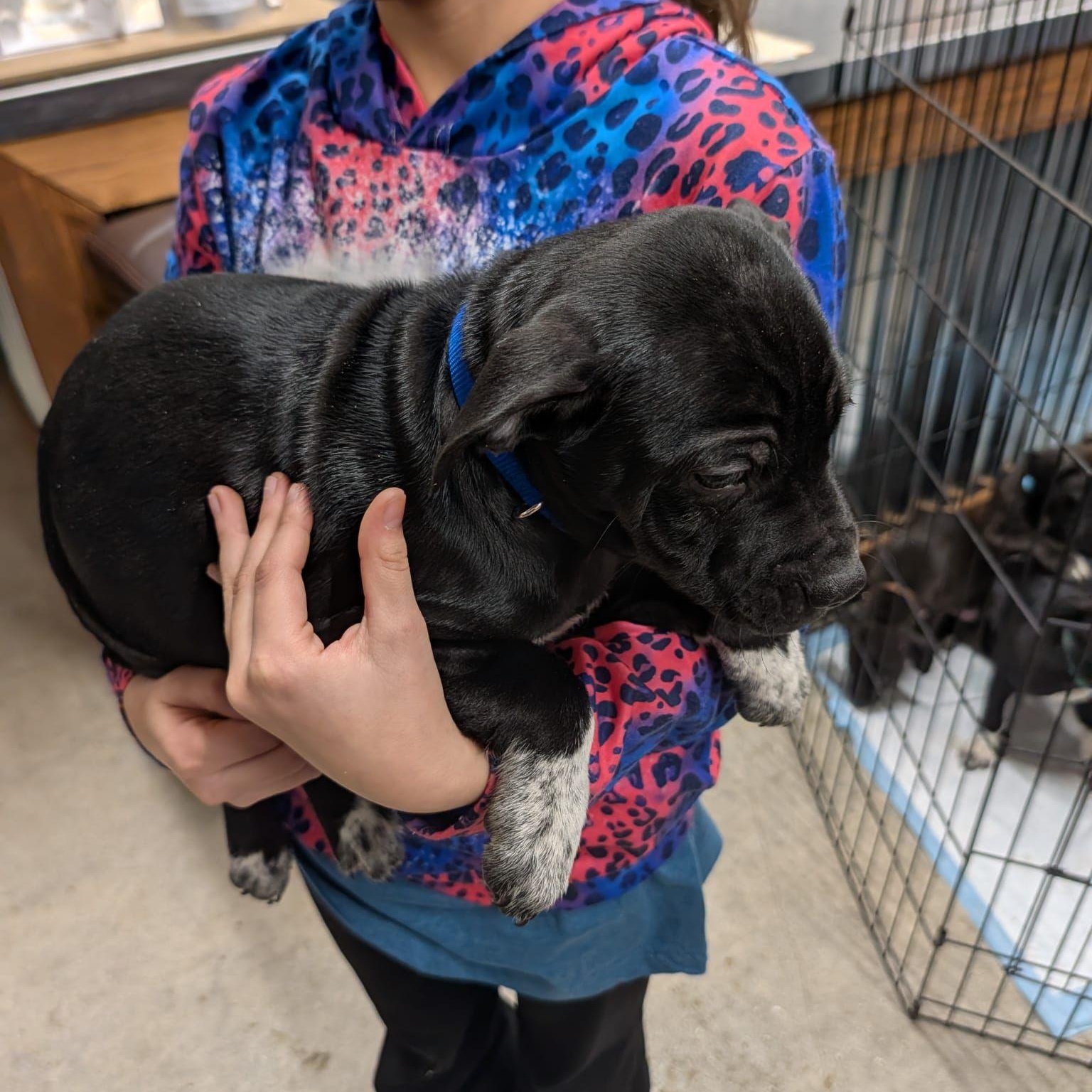 Enlarge Shelby (Automotive Icon Puppies), an adopted mixed breed in Midland, MI image 1/1