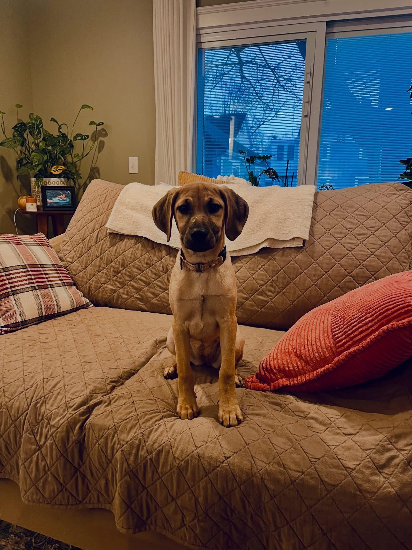Enlarge Autumn , an adopted Mixed Breed in Argyle, NY image 3/6