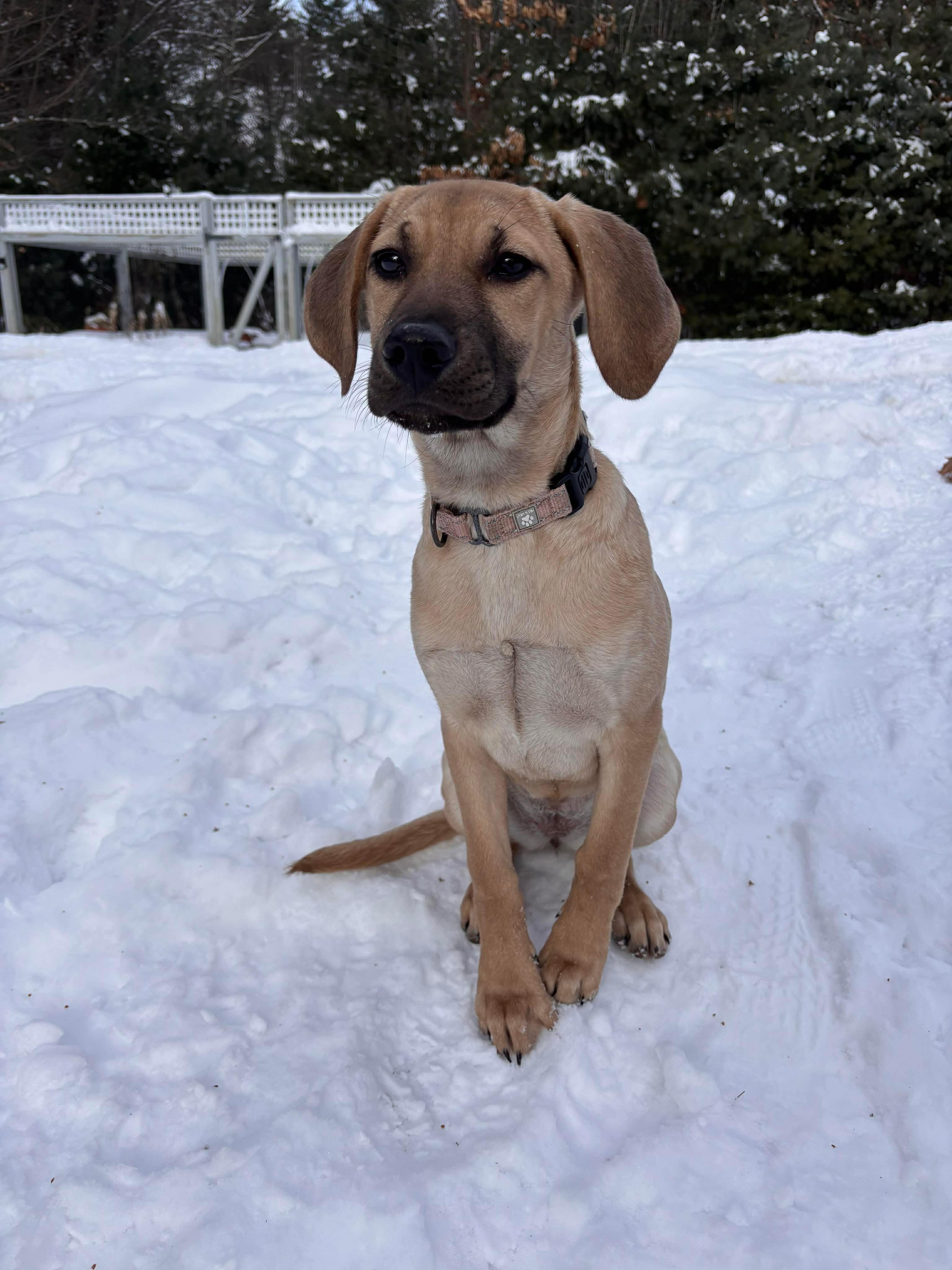 Autumn , Adoptable, Puppy Female Mixed Breed.