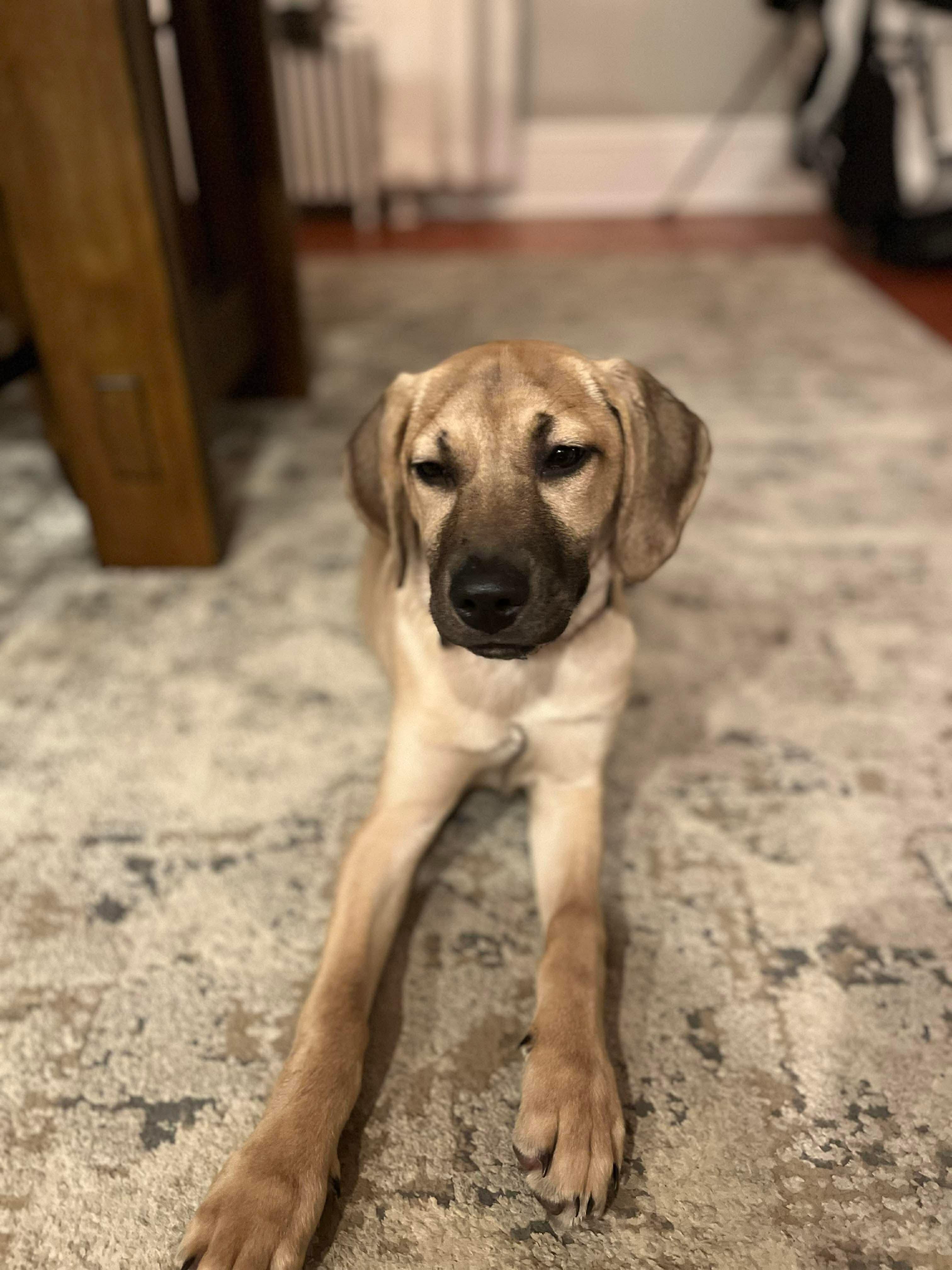 Enlarge Autumn , an adopted Mixed Breed in Argyle, NY image 5/6