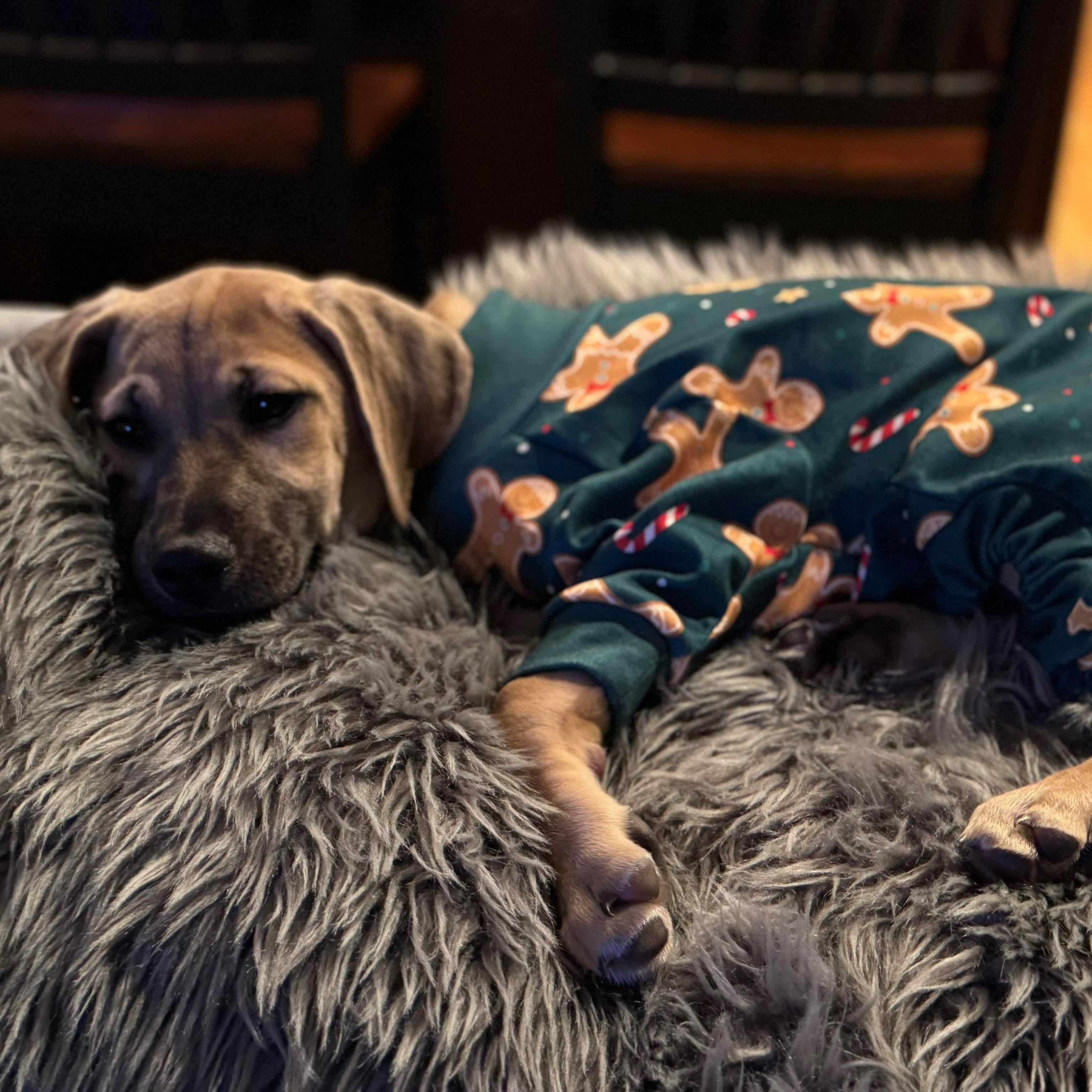 Enlarge Autumn , an adopted Mixed Breed in Argyle, NY image 4/6